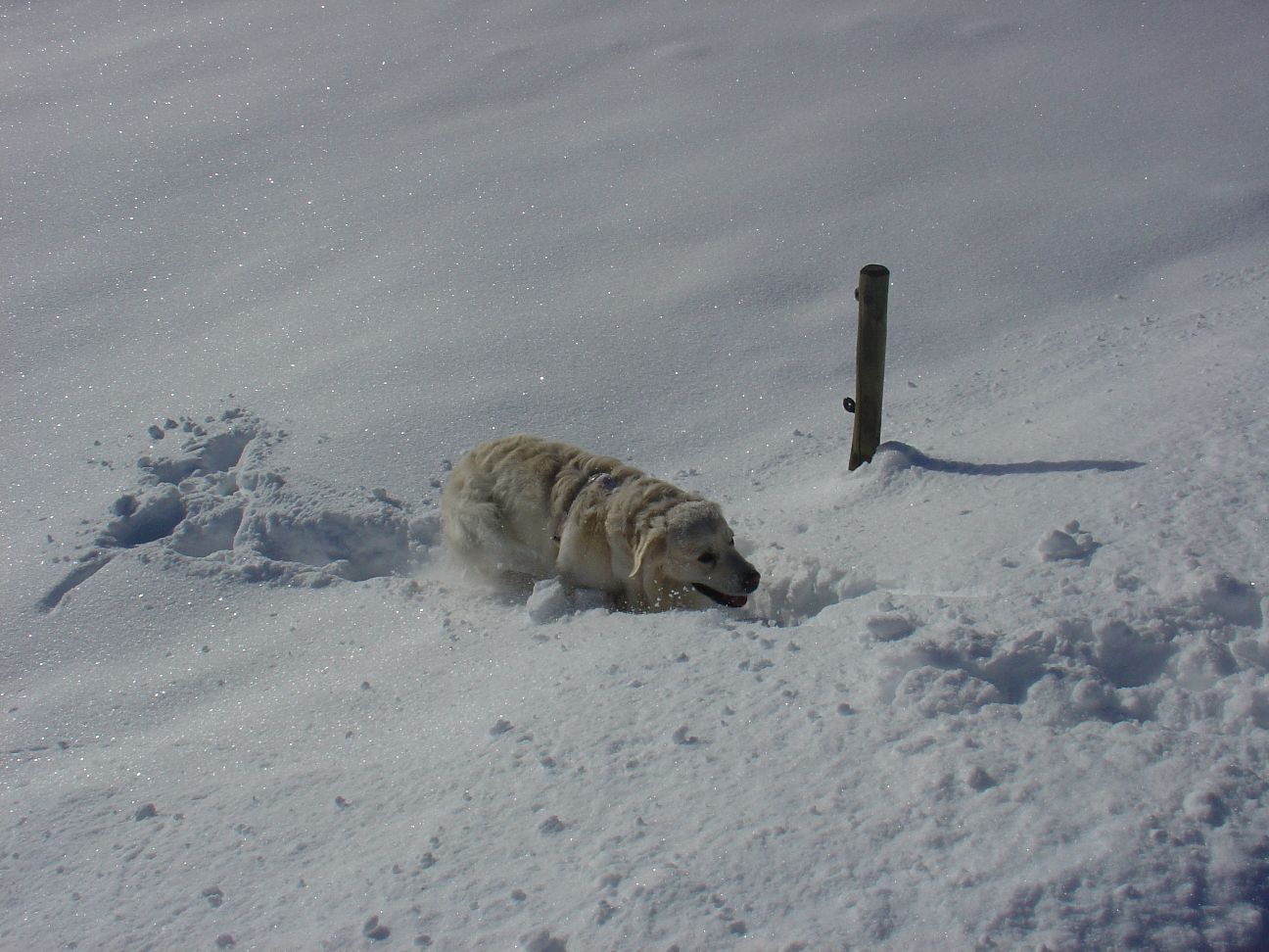 Balu kämpft sich durch den Tiefschnee