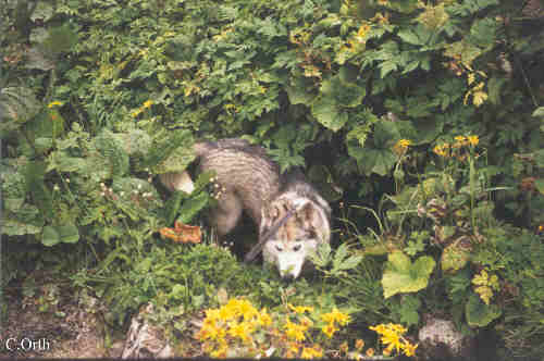 Husky Lina auf der Suche nach Schatten